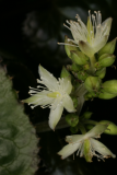 Beesia calthifolia RCP4-2013 229.JPG